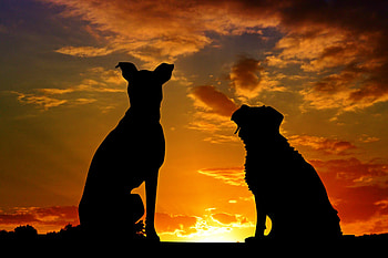 Dogs Silhouette , dogs, animals, silhouette, graphy HD wallpaper