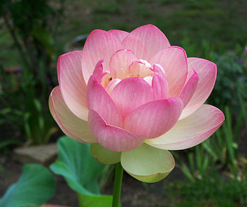 LOTUS FOR MONARCH MY FRIEND, FLOWER, MONARCH, BEAUTIFUL, FOR HD wallpaper