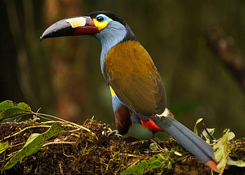 Plate Billed Mountain Toucan, toucan, plate, mountain, billed HD wallpaper