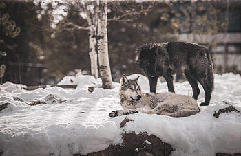 Animals, Wolfs, Snow, Friendship, Predators HD wallpaper