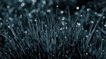 Dew Drops On Grass, dew, grass, nature HD wallpaper
