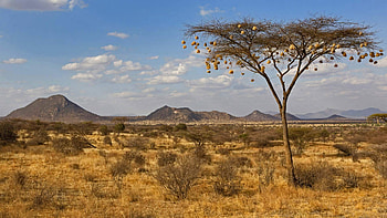 Weaverbird nests, Hanging from acacia tree, Samburu national reserve, Kenya's wildlife HD wallpaper