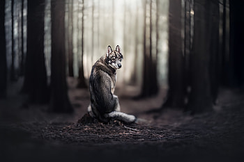 Animal, dog HD wallpaper