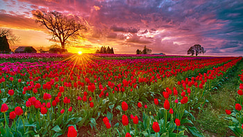 Springtime evening, blossoms, trees, colors, clouds, flowers, sky, tulips, sunset HD wallpaper