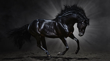 Horse , Beauty untamed, Majestic horses, Grace and power HD wallpaper