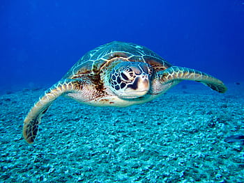 Close-up of a sea turtle gracefully swimming underwater, showcasing marine life in its natural habitat. HD wallpaper
