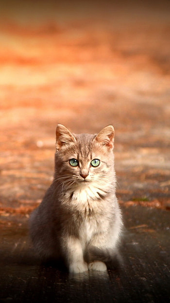 Cat And Dog, Cat, Beautiful Background, beautiful, background HD phone wallpaper