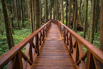 Nature, Trees, Forest, Bridge HD wallpaper