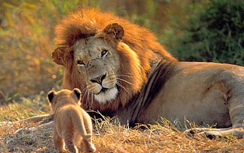 Animals, Cat, Lion, Mustache, Moustache, Lion Cub, Two HD wallpaper