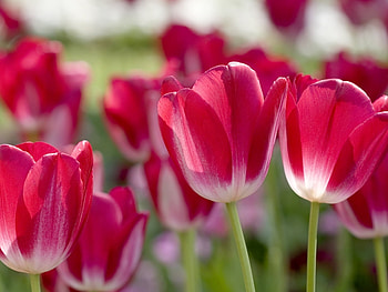 Plants, Flowers, Tulips HD wallpaper