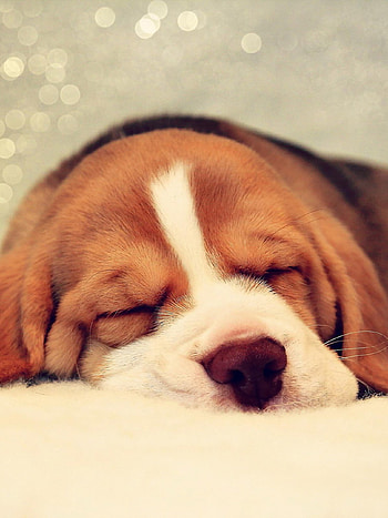 Sleeping, Beagles HD phone wallpaper