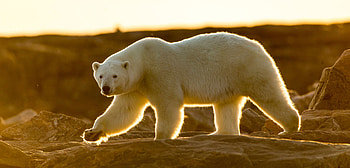 Chronic stress, Polar bear health, Research findings, Hakai magazine report HD wallpaper