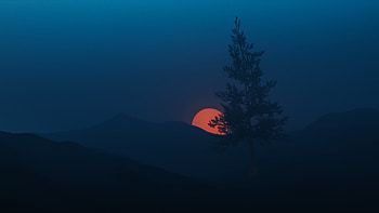 Sun Setting Behind Tree, sunset, tree, evening, graphy, nature HD wallpaper