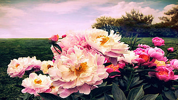 Peony Place, petals, blossoms, pink, landscape, clouds, trees, sky HD wallpaper