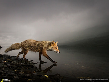 Fox, fog, animals, beautiful, water, rocks HD wallpaper