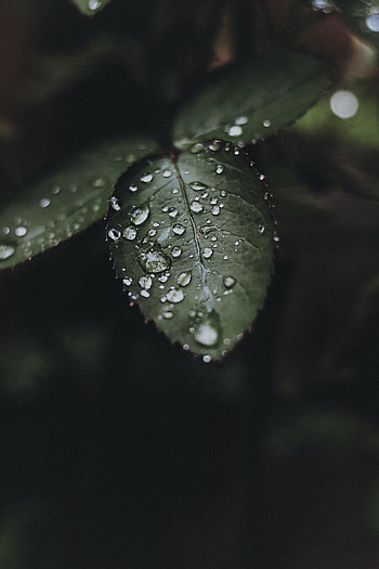 Water, Drops, Plant, Macro, Leaflet HD phone wallpaper
