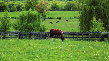 Animals, Trees, Grass, Horse, Corral HD wallpaper
