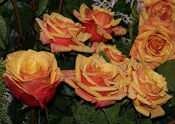 cute rose, rose, cute, flower HD wallpaper
