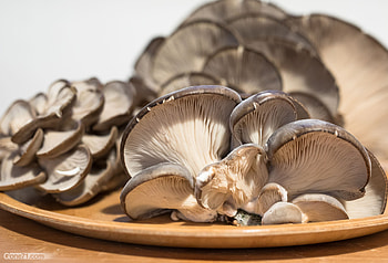 Oyster mushroom recipe, Pleurotus ostreatus, Gastronomic delight, Home cooking HD wallpaper