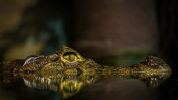 Crocodile, Reptile species, Aquatic predator, Powerful jaws HD wallpaper