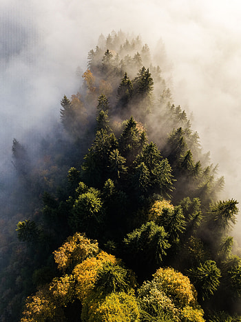 Nature, Trees, View From Above, Top, Forest, Fog, Tops HD phone wallpaper