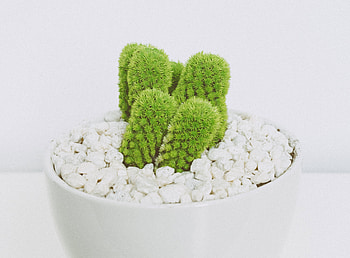 Cactus, plants, pot, flora HD wallpaper