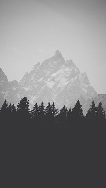 Trees 6s Simple Black Classic Motive Remarkable Sample Collection HD phone wallpaper