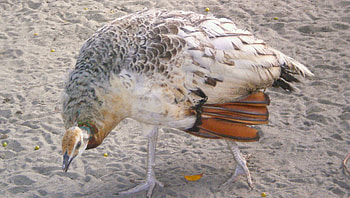 Peahen, beautiful, birds, animals HD wallpaper