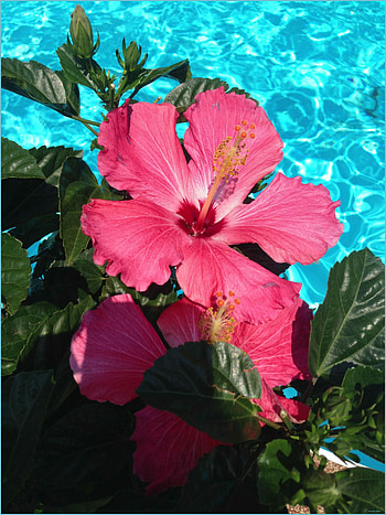 Awesome Hawaiian flowers, Colourful blooms, Natural beauty, Floral paradise HD phone wallpaper