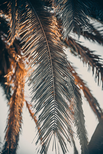 Nature, Palm, Sheet, Leaf, Faded HD phone wallpaper