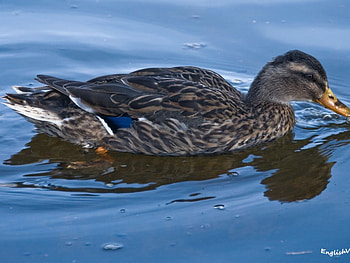 Duck on blue water, ducks, water HD wallpaper