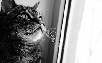 Animals, Cat, Muzzle, Bw, Chb, Window, Curiosity HD wallpaper