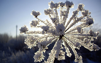 Winter, Nature, Snow, Frost, Hoarfrost, Dill HD wallpaper