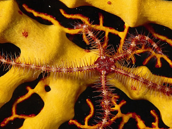 Sea Star, star, sea HD wallpaper