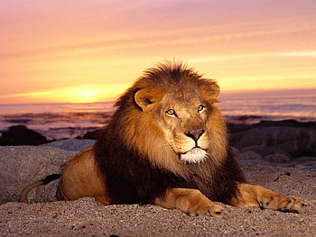 Animals, Lions HD wallpaper