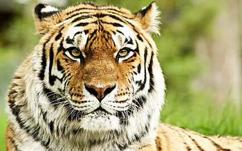 Animals, Muzzle, Striped, Predator, Big Cat, Sight, Opinion, Tiger HD wallpaper