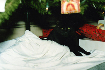 Christmas Cat, cats, black, kitty, christmas HD wallpaper