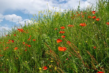 Flowers, Grass, Meadow, Wildflowers HD wallpaper