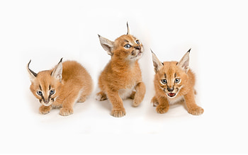 Siblings, Caracal HD wallpaper