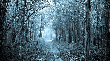 Path Through The Forest Background HD wallpaper