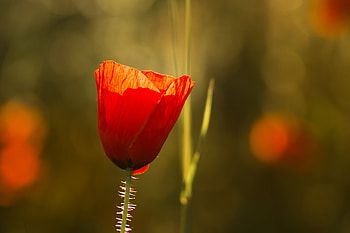 Flowers, Macro, Petals, Poppy HD wallpaper