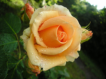 Plants, Flowers, Roses HD wallpaper