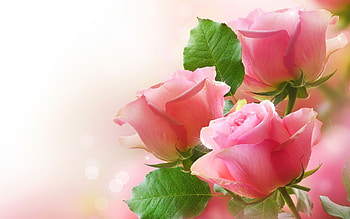 Plants, Flowers, Roses HD wallpaper
