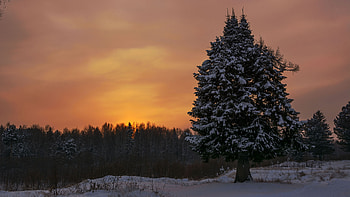 spruce , High resolution , Nature backgrounds, Stunning visuals HD wallpaper