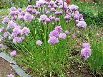 Blooming chives, Hardy perennials, Allium schoenoprasum, Chive seeds HD wallpaper