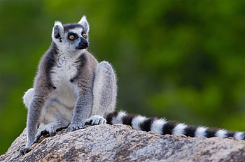 Lemur , Animal graphy, High-quality , Nature's marvels HD wallpaper