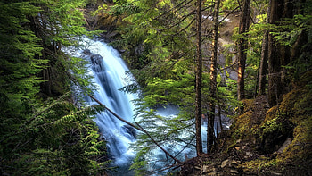 Forest Waterfall, Oregon, river, trees, cascade, forest, usa HD wallpaper
