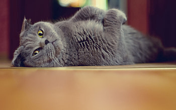 Animals, Cat, To Lie Down, Lie, Playful, Briton, Floors HD wallpaper