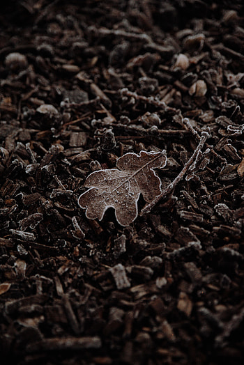 Macro, Brown, Dry, Leaflet HD phone wallpaper