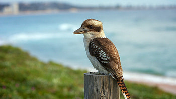 Animals, Sun, Shine, Light, Bird, Sit HD wallpaper
